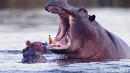 七大野生动物单挑实力排行榜:狮子老虎排不进