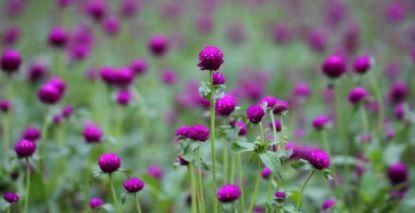 高考体检信息录入错误 河南一复读生遭大学退