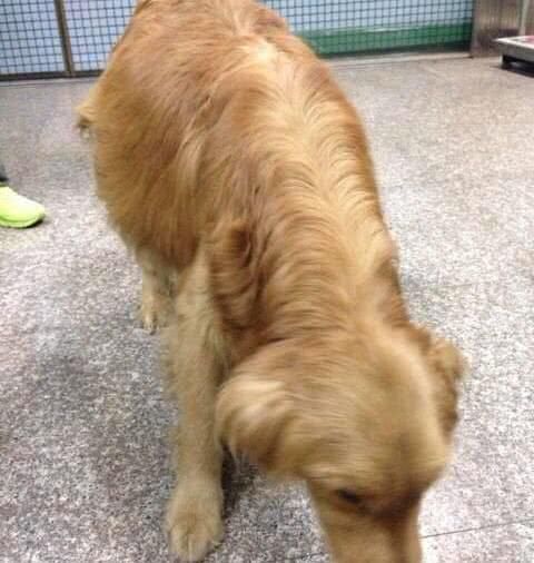 金毛大肚几个月都没生,医生检查后说的话,让主