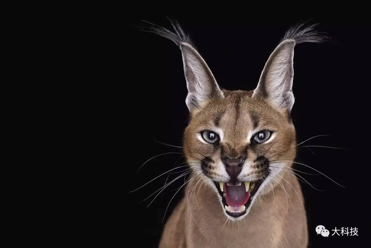 生物:战斗力爆表的野生猫 生物:战斗力爆表的野生猫