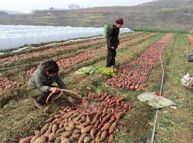 农村养土鸡种红薯,一亩地增收4000元!