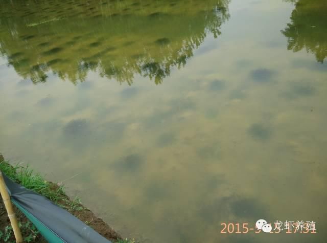 为什么很多新龙虾养殖户水草种植失败?