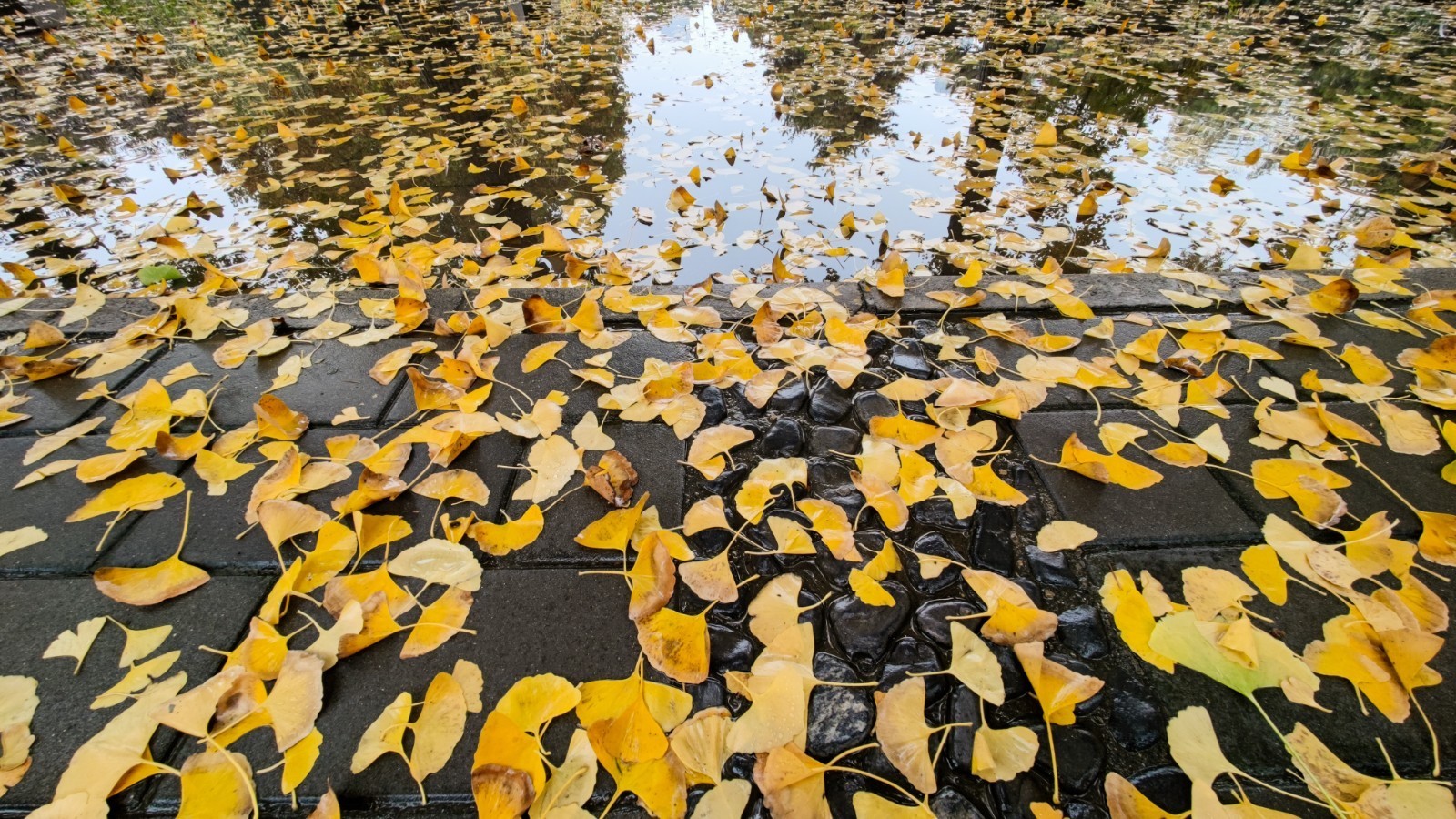 落叶知秋北京雨中的落叶如此美丽