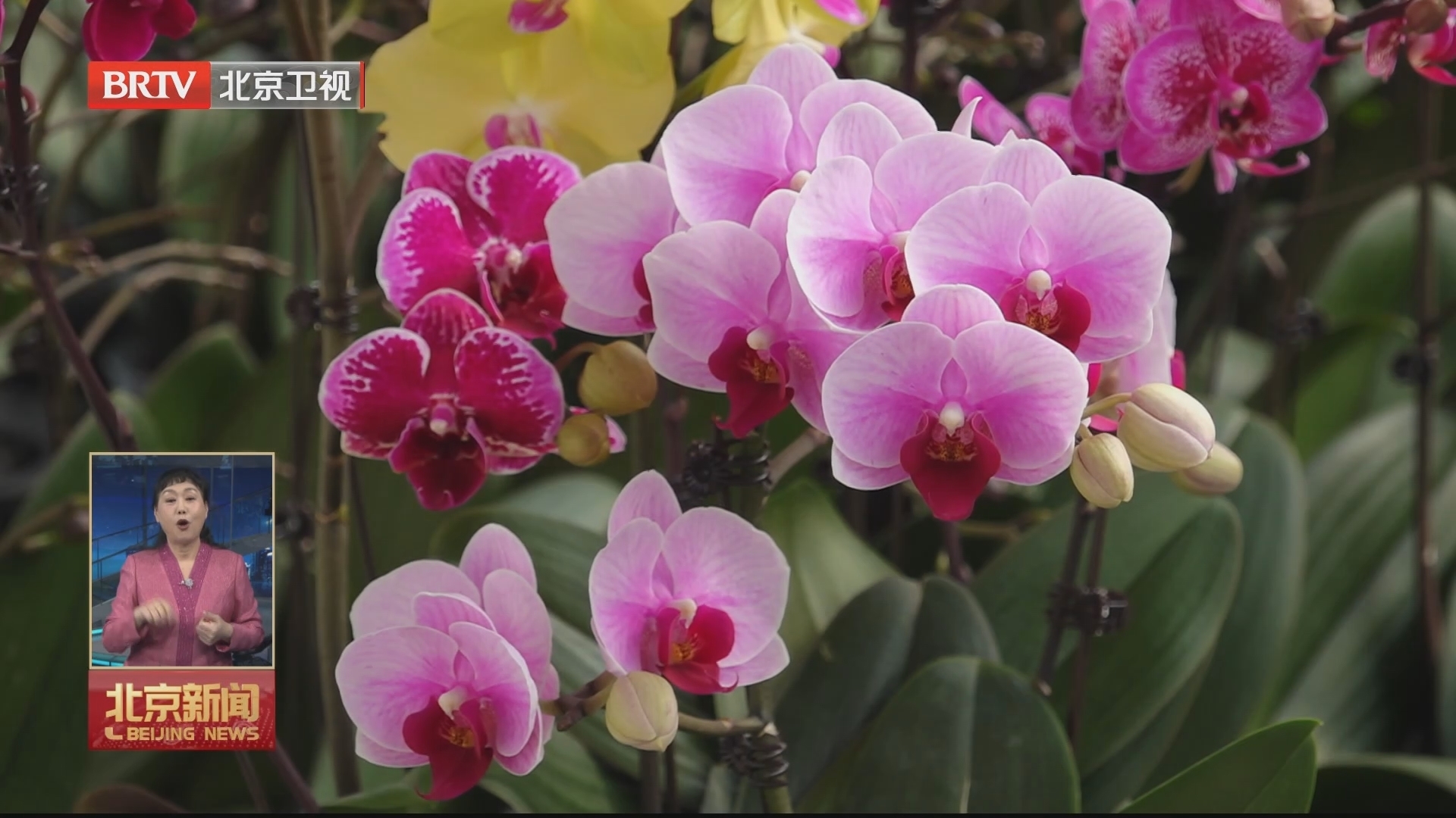 福满京城 春贺神州丨2000余万盆迎春年宵花扮靓京城节日市场