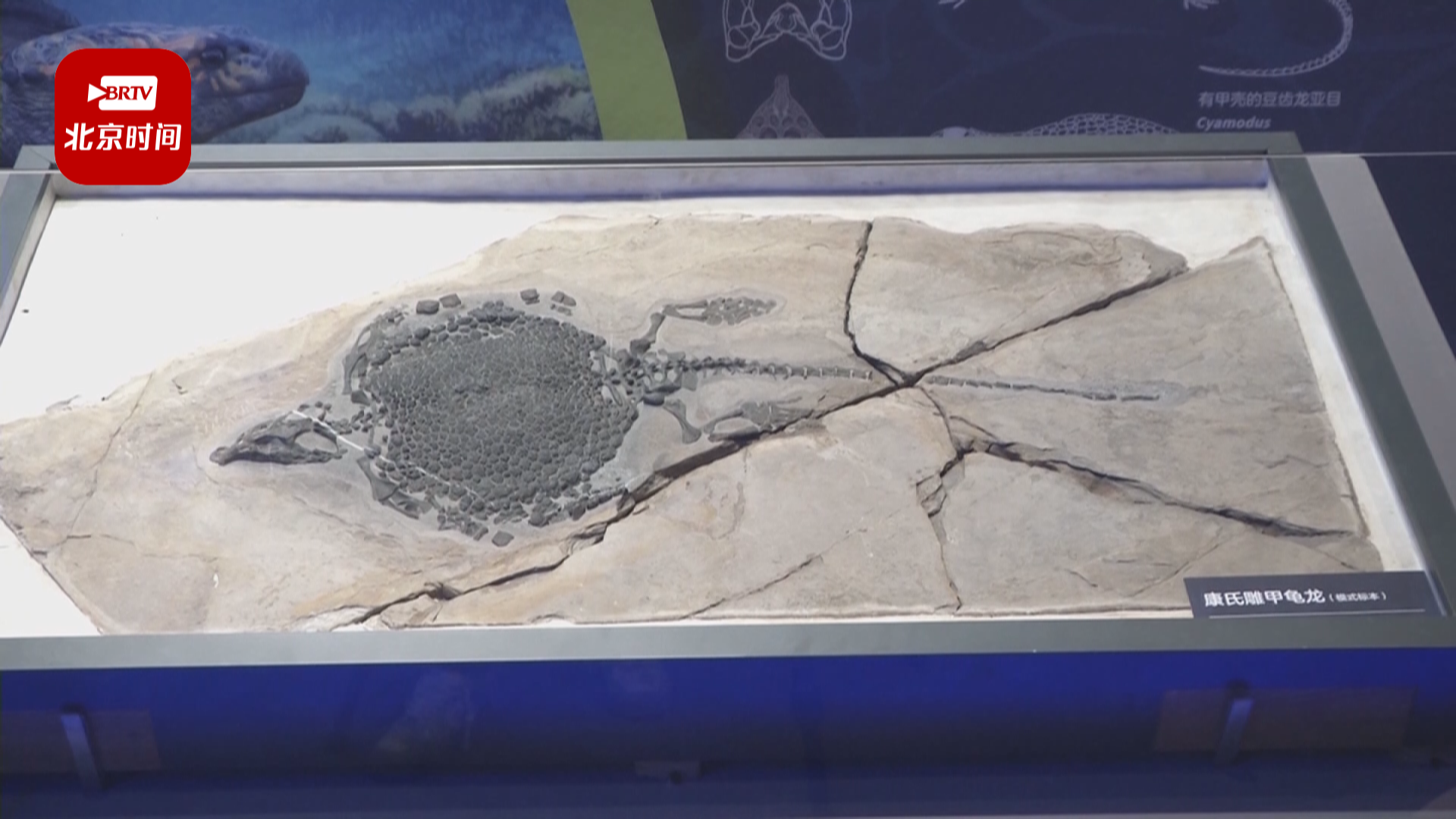 一起认识“海怪”！戴AR眼镜看3D复原三叠纪爬行动物