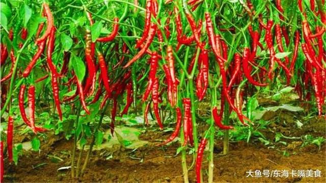 湖南人和四川人为什么那么喜欢吃辣,说出来你