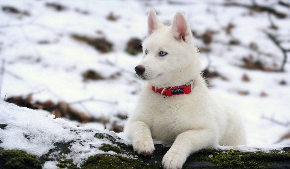 狗的寿命太短 这真的是它们唯一的缺点 希望可