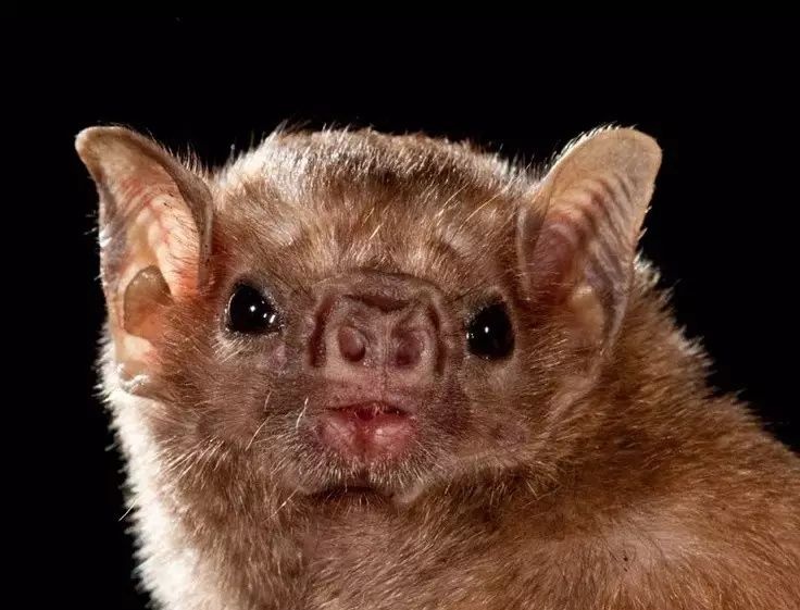 吸血蝙蝠:人类现已加入豪华午餐!(美味无穷哟~~