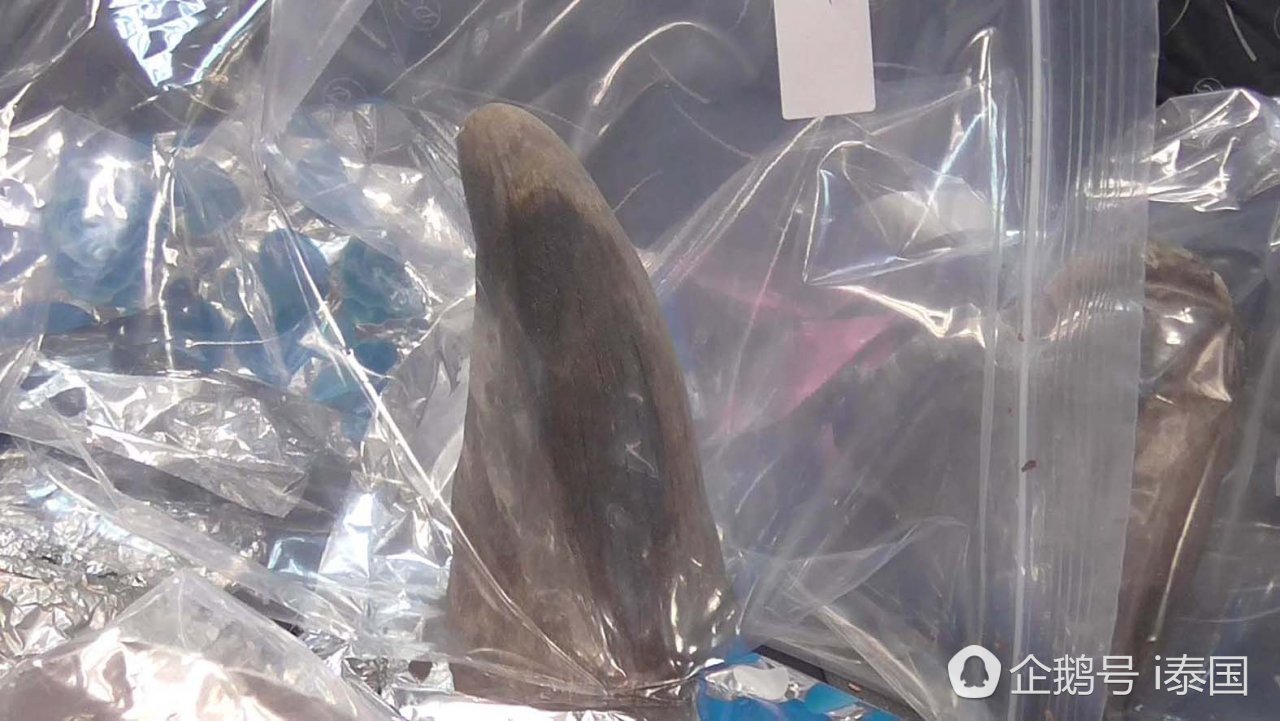 泰机场截获300万走私犀牛角 逮捕三名越南嫌犯 泰机场截获300万走私犀牛角 逮捕三名越南嫌犯