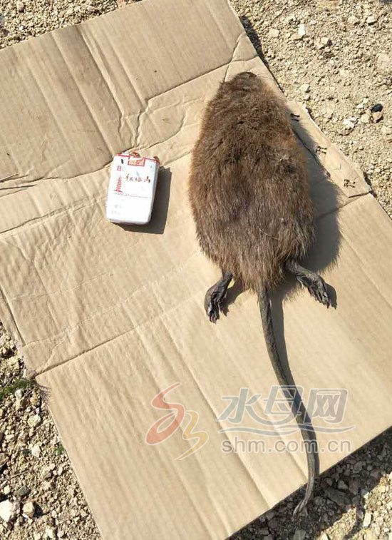 烟台居民仓库现巨型老鼠 偷吃玉米过多被撑死(组图)