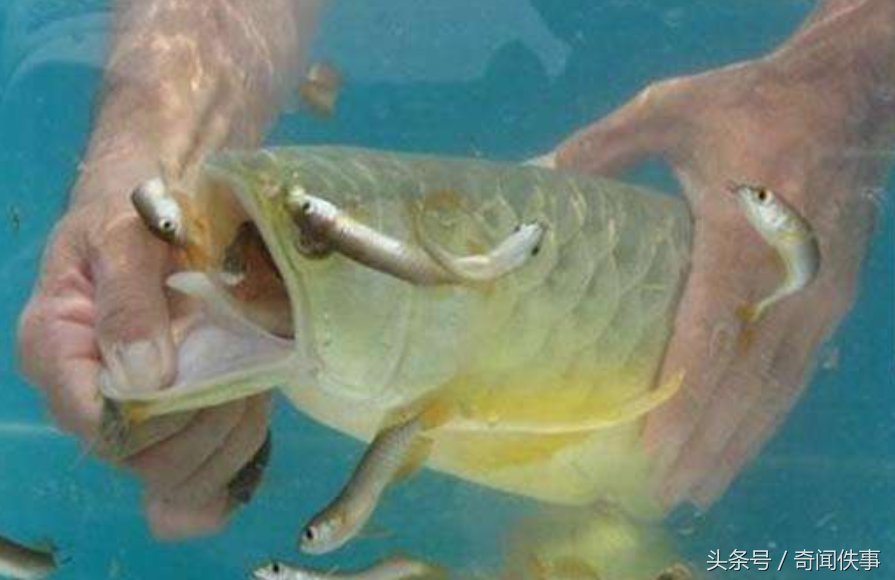 男子买回一条金龙鱼,却意外收获一窝小金龙鱼
