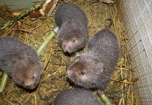 女子养殖竹鼠发家致富,一路走上新巅峰