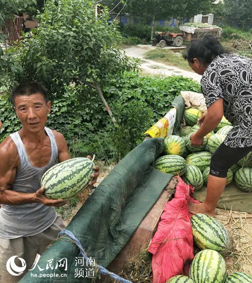 河南扶沟万亩西瓜滞销 愁坏瓜农盼销路