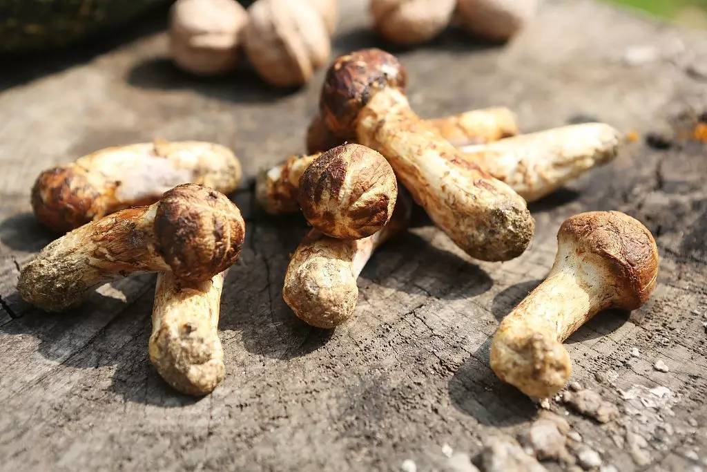 孕妇可以吃松茸吗?孕妇吃松茸的好处及注意事