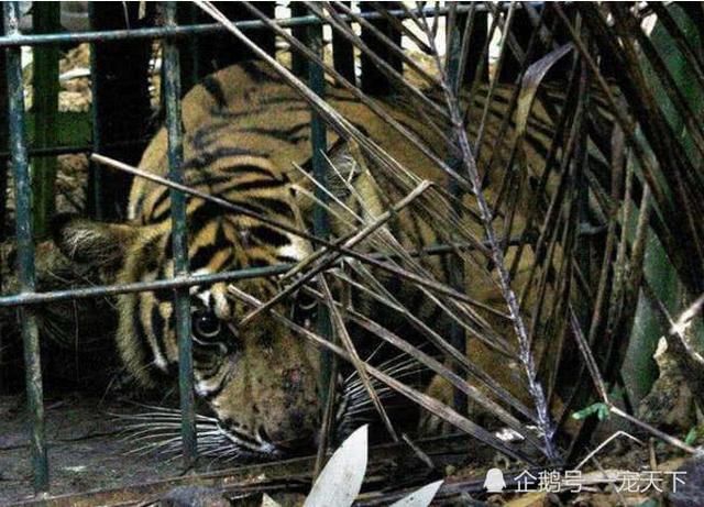 村民设下陷阱抓野猪,第二天过来一看,所有人当时都惊呆了