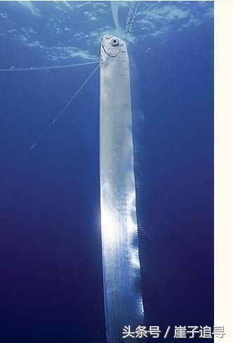 深海1万米巨型生物