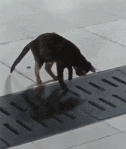 爆笑gif:我就想知道它是怎么进去的?请原谅我当时没忍住笑了