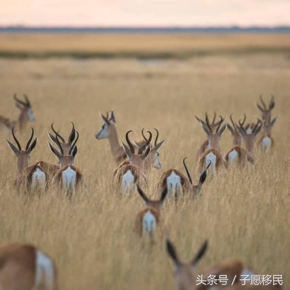 去非洲旅游,到底安全不安全