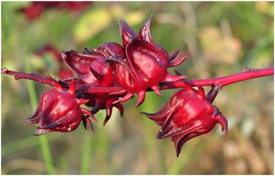 你知道夏季喝什么养生酒好吗