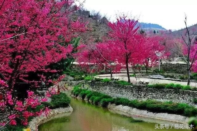 又到樱花季,全国21处著名樱花景点与花期大盘