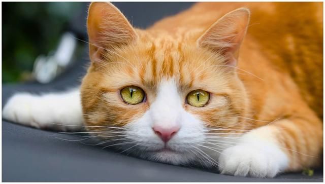 流浪猫肚子涨得像个气球,路人带去看医生,医生