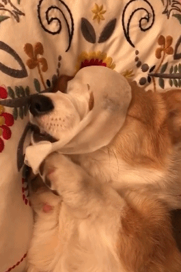 搞笑gif:哥们,你这是躺玩滑板啊,有点儿厉害了