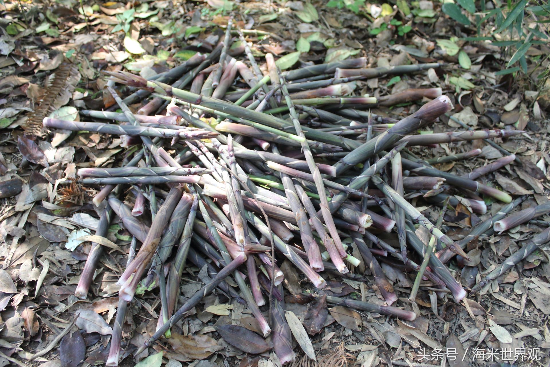 农村小哥爬山寻找野味,喊起了七大姑八大姨家