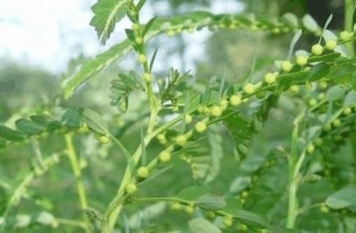 农村这种叫珍珠草的植物,背面长很多圆润的果