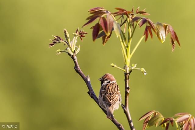 形容心情超级好的句子,简短优美,让你过目不忘