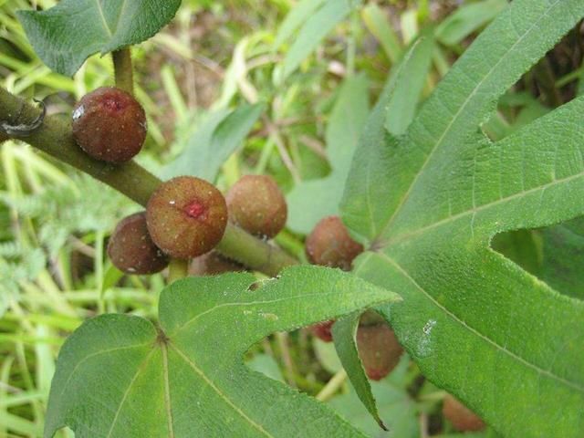 有些药材名字与其本身完全没有关系,上次介绍的鸡骨草也是,这次的五指