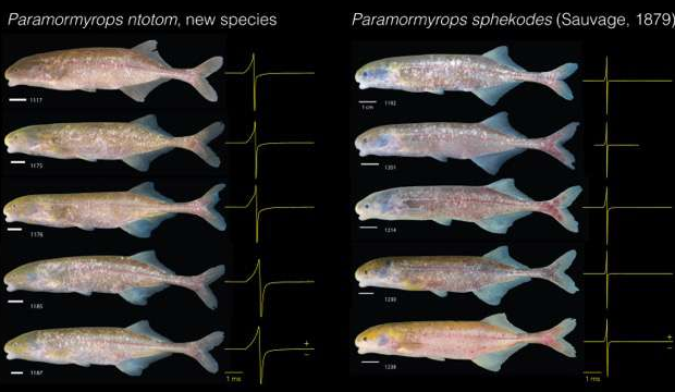 :会释放EOD脉冲的电鱼140年来归属终于被一反既往