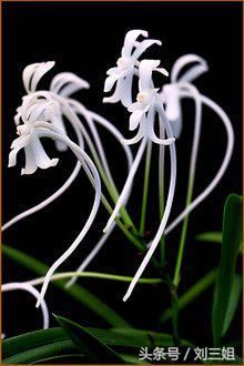 一棵草价值几百万,你愿不愿意买?