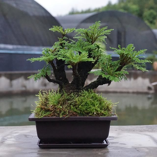 卷柏盆栽,曾经漫山遍野没人捡,如今却成盆景宠儿