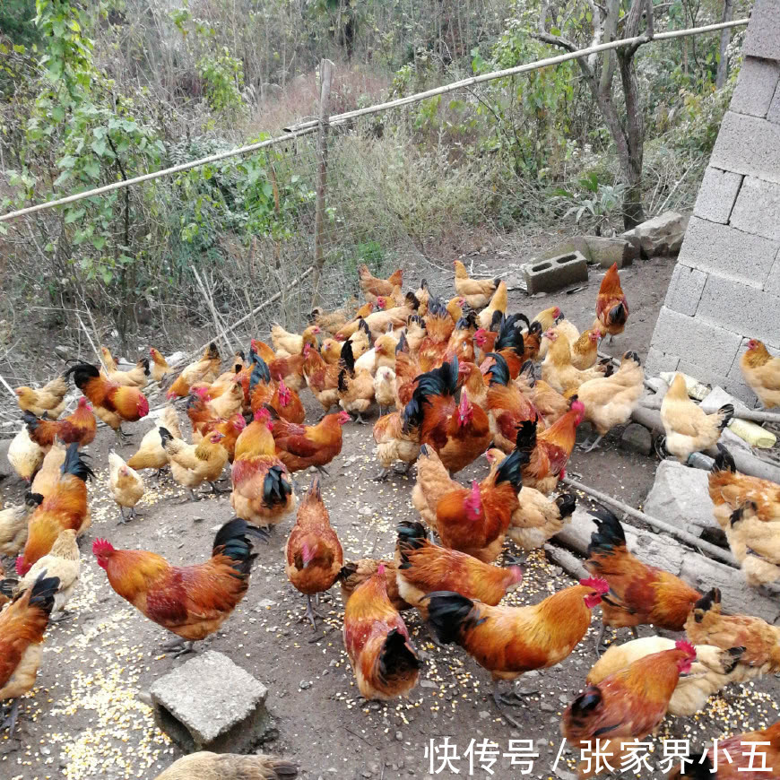 农村养什么销路好最挣钱 农村养什么销路好最挣钱呢