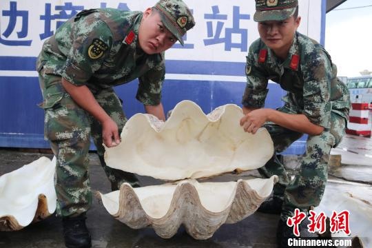 广西防城港查获国家一级保护动物砗磲标本 总重218公斤