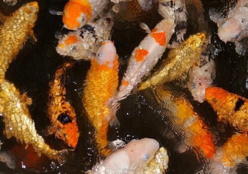 买回家的锦鲤鱼苗如何喂食?和什么鱼可以混养