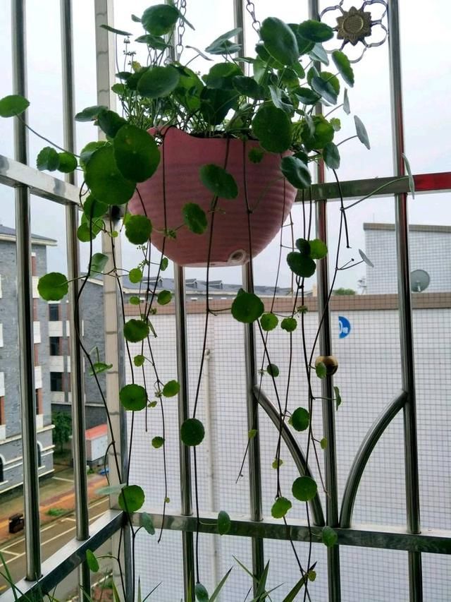 婆婆这么养铜钱草,家里放10盆都可以当绿屏风