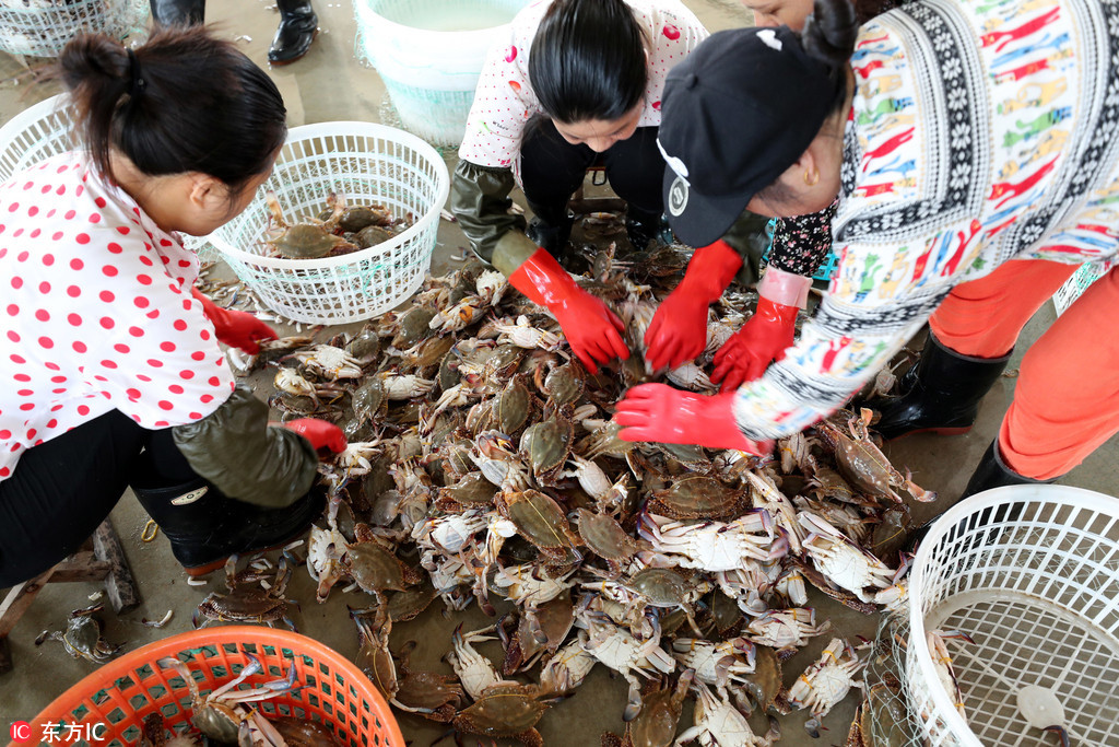 江苏连云港:秋捕梭子蟹喜丰收 江苏连云港:秋捕梭子蟹喜丰收