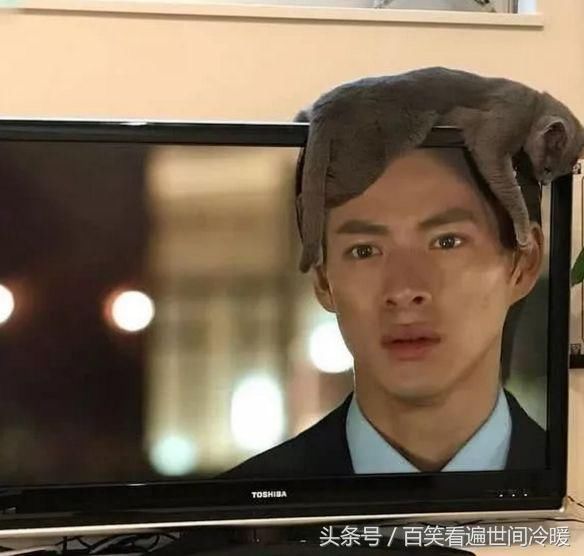 搞笑GIF:想追老娘?滚一边去