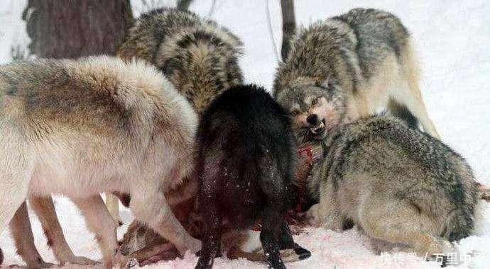 老虎真的干不过狼群 双方到底是怎样的一种竞争关系