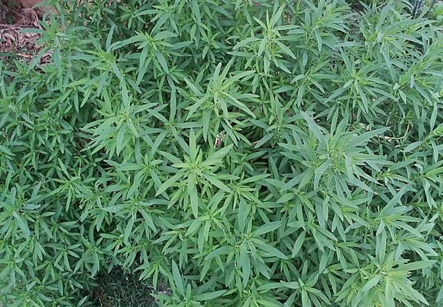 农村老中医一秘方,治湿疹不用半个月、不反复