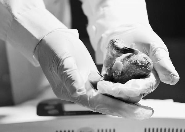 "川001号"朱鹮宝宝在四川峨眉山诞生