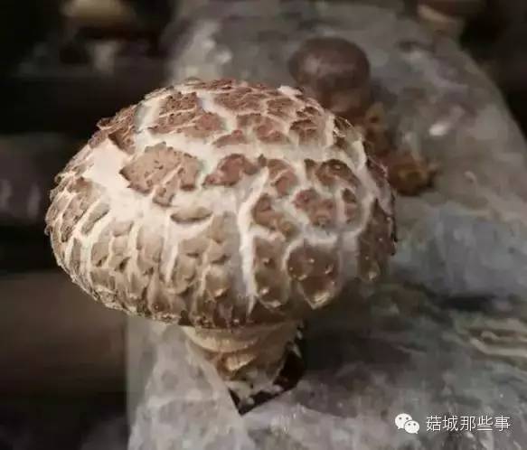 什么样的香菇才是质量好的香菇? 什么样的香菇才是质量好的香菇?