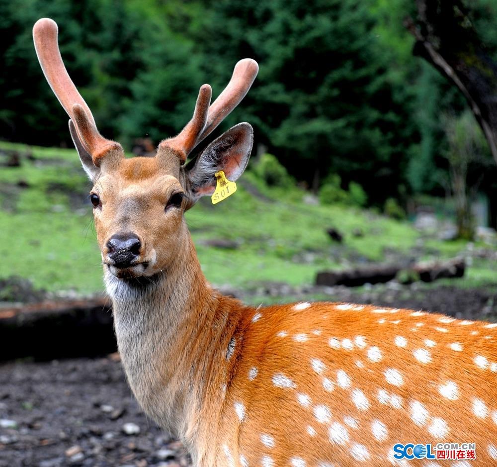 甘孜九龙:梅花鹿跑得欢 贫困户增收笑开颜