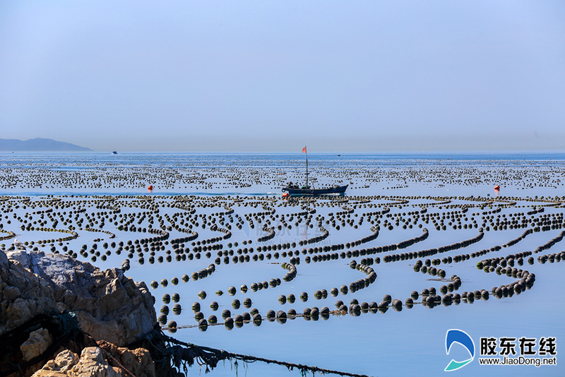 海带为什么不能在淡水中养殖 海带养殖保险