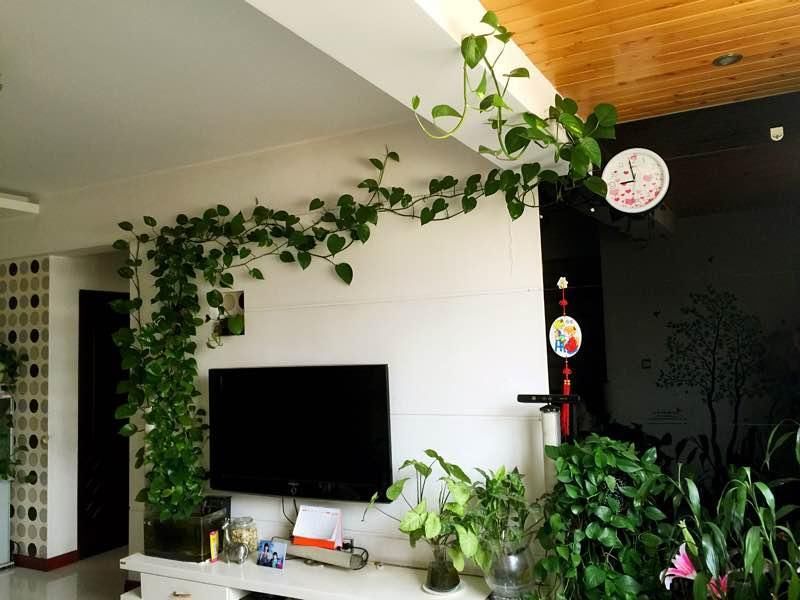 绿萝叶子软,枝条也软,做好这3点,绿萝马上生机