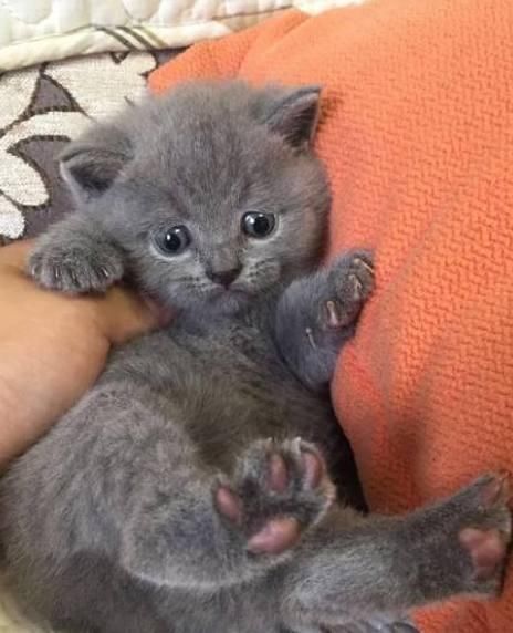 买了一只小蓝猫送给妈妈养,一年后回家一看,瞬