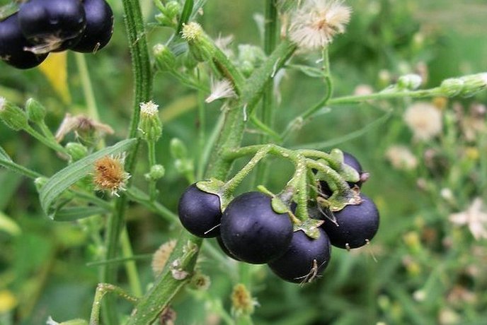 这种东西,不仅解热消肿,还抗癌,医生都在吃