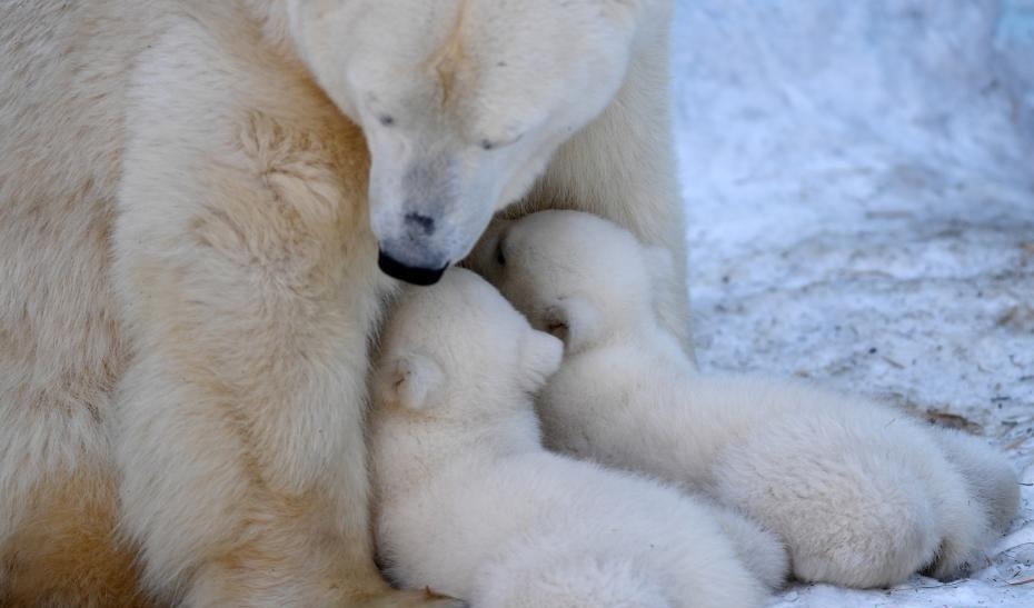 俄动物园北极熊宝宝挤妈妈怀里喝奶 画面温馨