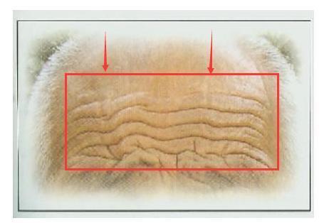 这6种招财鼻、横财手纹的人,鸿运当头,横财